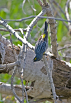 Yellow rumped Warbler